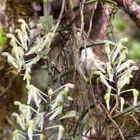 Robiquetia virescens Ormerod & S.S.Fernando